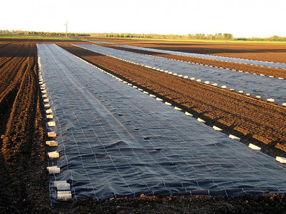 Агротекстиль Agrojutex 100г/м2 - 5.25x100м