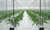 Агротекстиль Agrojutex белый 130г/м2 - 3.30x100м